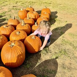 Denver Downs Farm