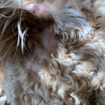 The Wash Dawg - This was around his ear... it was worse yesterday!! You can see the razor burn - Pet Groomers Near Me - San Antonio, Texas