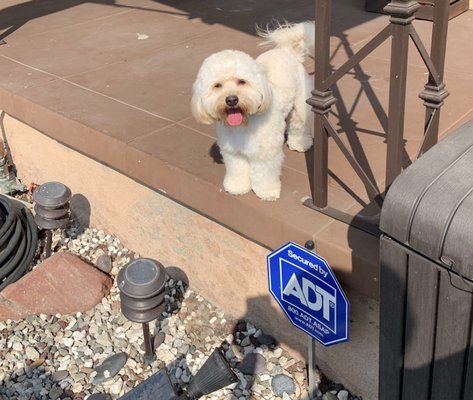 DESLY'S PET GROOMING by null