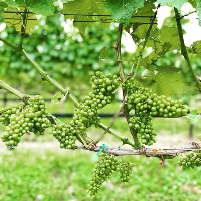 Peconic Bay Vineyards by Krissie Wines by null