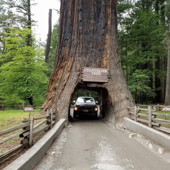 Drive-Thru Tree - I cant! My carrrrr - Parks Near Me - Leggett, California Drive-Thru Tree - I cant! My carrrrr - Parks Near Me - Leggett, California