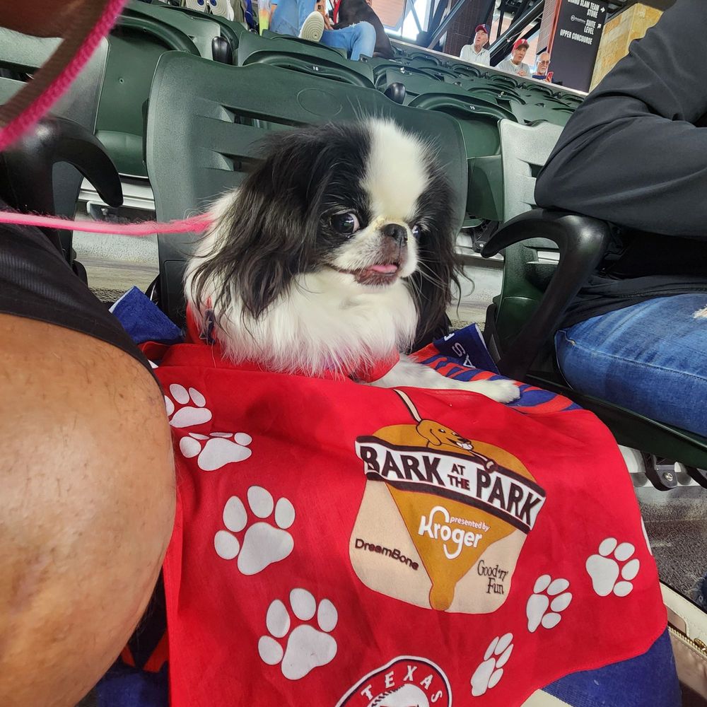 Sofia needed a trip to Three Dog Bakery before her Bark in the Park Texas Rangers game ! Sofia needed a trip to Three Dog Bakery before her Bark in the Park Texas Rangers game !