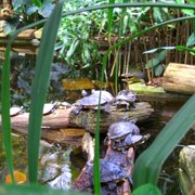 Foto zu Tropengewächshäuser des Botanischen Gartens - Hamburg, Deutschland. Schildkröten im botanischen Garten.