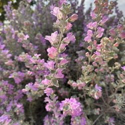 Green Meadow Park - All of the pollinators love this! 8/21/2023