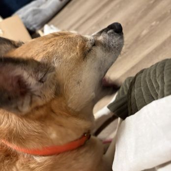 VEG ER for Pets - PalMEr ... the sweetest baby! Jesus loves you! - Emergency Pet Hospital Near Me - Mt Pleasant, South Carolina VEG ER for Pets - PalMEr ... the sweetest baby! Jesus loves you! - Emergency Pet Hospital Near Me - Mt Pleasant, South Carolina