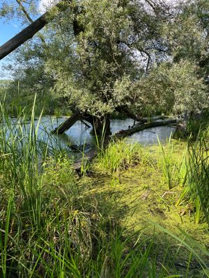Tifft Nature Preserve by null