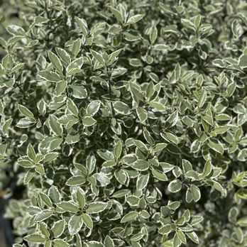 Encinal Nursery - Nurseries & Gardening Near Me - Alameda, California