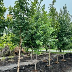 Fair's Nursery