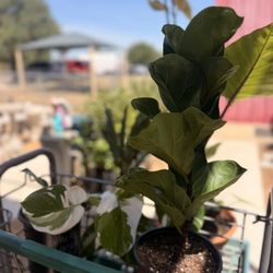 Barryhill Garden Center