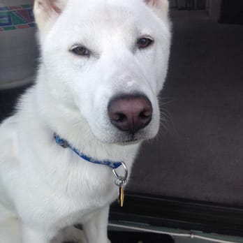 Orange Dog Park - Still the sweetest dog. - Dog Parks Near Me - Orange, California