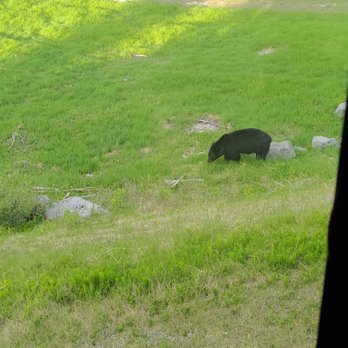 Jasper National Park - Bear - Parks Near Me