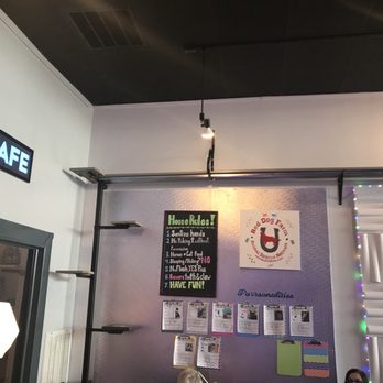 Crooked Tail Cat Cafe - House rules and description of kitties - Pet Adoption Near Me - Greensboro, North Carolina