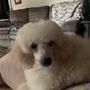 Photo of Kathy’s House Of Poodles