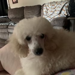 Kathy’s House Of Poodles - First night in my new home.