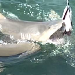 Lemon shark feeding frenzy.
