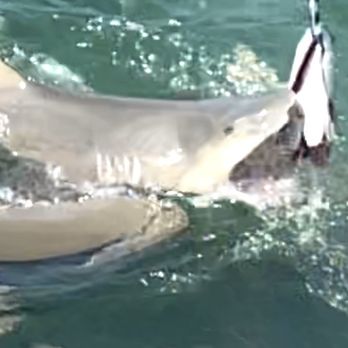 Key West Extreme Adventures - Lemon shark feeding frenzy. - Boating Near Me - Key West, Florida