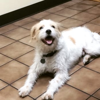 43rd Avenue Animal Hospital - Riley likes the vet because he gets lots of treats and cuddles. - Veterinarians Near Me - Glendale, Arizona