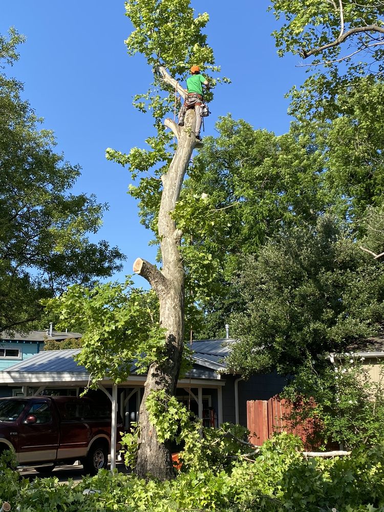 Carlos Tree Services - tree service in Austin, TX