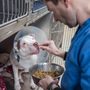 The Pet Hospitals