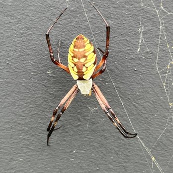 Caliber Pest Solutions - Pest Control Near Me - Easley, South Carolina Caliber Pest Solutions - Pest Control Near Me - Easley, South Carolina