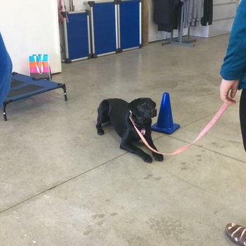 Valor K9 Academy - Pet Training Near Me - Medical Lake, Washington Valor K9 Academy - Pet Training Near Me - Medical Lake, Washington