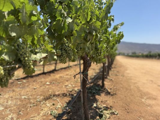 Monte Xanic Bodega Vinícola by null