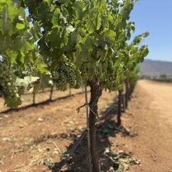 Monte Xanic - Grape vines
