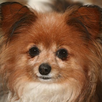Houston's Best Pet Sitters - Dog Walkers Near Me Houston's Best Pet Sitters - Dog Walkers Near Me