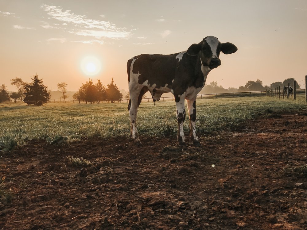 NOVEMBER FARMS Updated September 2024 1048 Mill Hill Rd, East