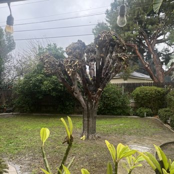 Bernabe Tree Service - After tree trimming - Tree Services Near Me - Riverside, California