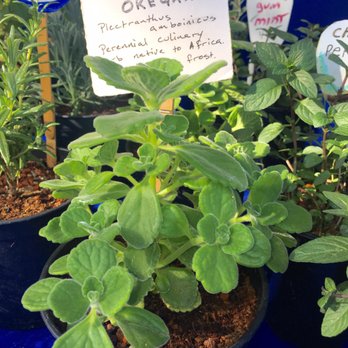 Solvang Farmers Market - Unique herb stand ...got to LOVE!! Bought this 1 ;) - Farmers Market Near Me - Solvang, California Solvang Farmers Market - Unique herb stand ...got to LOVE!! Bought this 1 ;) - Farmers Market Near Me - Solvang, California