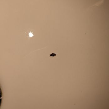 J Resort - Bed Bug - Resorts Near Me - Reno, Nevada J Resort - Bed Bug - Resorts Near Me - Reno, Nevada