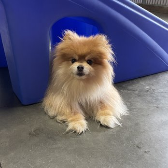 Camp Bow Wow - Pet Groomers Near Me - Concord, North Carolina