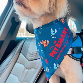 PetSmart - Fresh cut (thanks to my groomer Michael) IG: @ammysalamii - Pet Groomers Near Me - Northridge, California PetSmart - Fresh cut (thanks to my groomer Michael) IG: @ammysalamii - Pet Groomers Near Me - Northridge, California