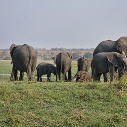 Mariners Mission Bell Travel Service - Chobe River Elephants