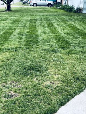 seeding grass - these pics show how thin the grass was and i seeded it and the grass got alot thicker