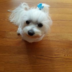 The Pampered Pup - Charlemagne