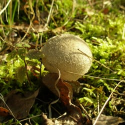 Höhenfelder Seen - Ein junger Boviste