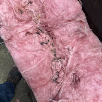 Do It Right Rodent Proofing - Insulation from a crawl space infested with rats - Pest Control Near Me