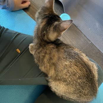 The Catcade - Animal Shelters Near Me - Chicago, Illinois
