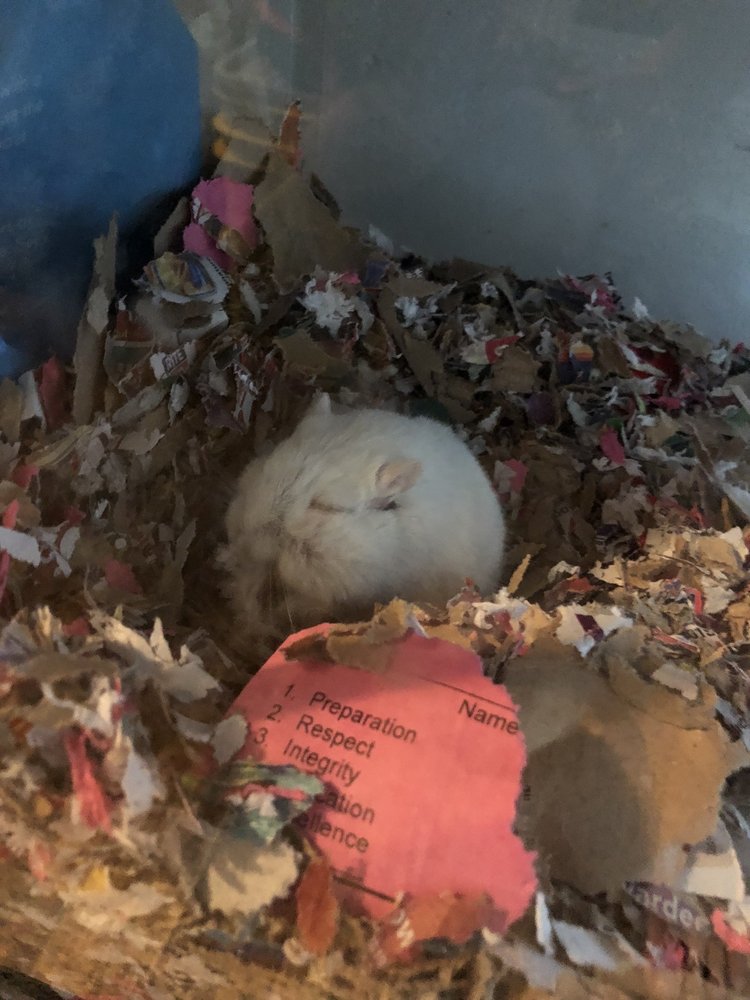 MOUNT VERNON COMMUNITY SCHOOL 10 Photos Elementary Schools 2601 Commonwealth Ave