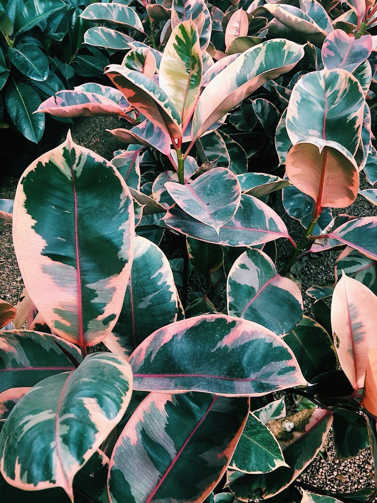 Emerald Leaf Wholesale House Plants Logo