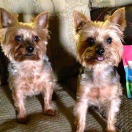 Tyson and Hilton nicely groomed