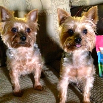 Clippendales - Tyson and Hilton nicely groomed - Pet Groomers Near Me - Rockledge, Florida