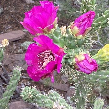 Cedar Crest Country Cottage and Stables - Horseback Riding Near Me - Cedar Crest, New Mexico