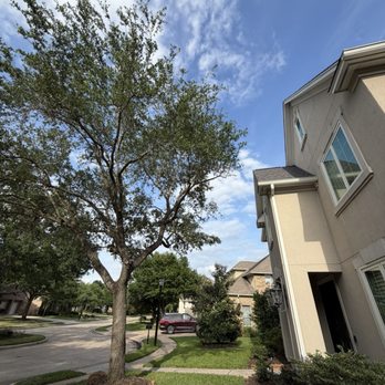 Arbormaster Tree Service - Front tree trimmed off the house - Tree Services Near Me - Katy, Texas Arbormaster Tree Service - Front tree trimmed off the house - Tree Services Near Me - Katy, Texas