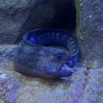 Monterey Bay Aquarium - Aquariums Near Me - Monterey, California Monterey Bay Aquarium - Aquariums Near Me - Monterey, California