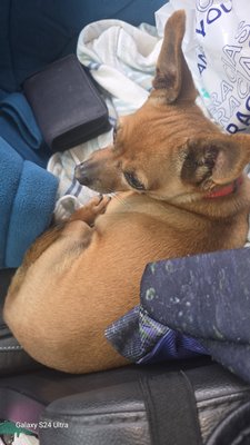 Lawndale Pet Hospital by null