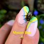 Photo of Nail Pro