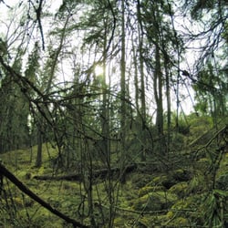 Kruunuvuori - Metsää Kruunuvuoressa
